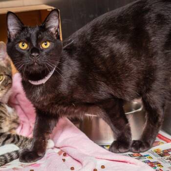 Jack Frost -  Domestic Short Hair Cat for Adoption in Hattiesburg, Mississippi - Jack Frost | PetCurious