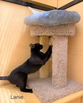 Rescue Domestic Short Hair Cats for Adoption in Manchester, Connecticut - Laney | PetCurious