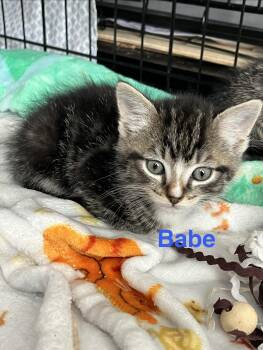 Babe -  Domestic Short Hair Cat Available for Adoption in Manorville, New York - Babe | PetCurious