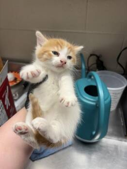 FERGOUSON -  Domestic Short Hair Cat for Adoption in Casper, Wyoming - FERGOUSON | PetCurious