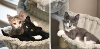 Rescue Domestic Short Hair Cats for Adoption - Kittens | PetCurious