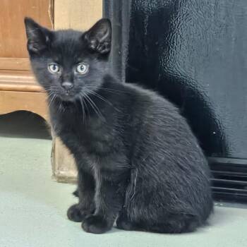 Princeton -  Domestic Short Hair Cat Available for Adoption in Toledo, Ohio - Princeton | PetCurious