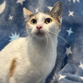Miss Spider -  Domestic Short Hair Cat for Adoption in Chicago, Illinois - Miss Spider | PetCurious
