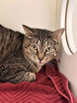Domestic Short Hair Cats Available for Adoption in Springfield, Missouri - Silverfish | PetCurious