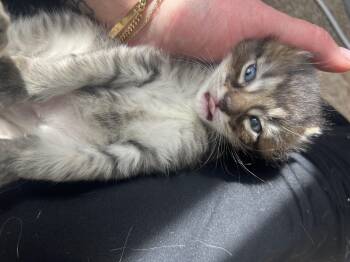 Jonah -  Domestic Short Hair Cat for Adoption in Homer Glen, Illinois - Jonah | PetCurious