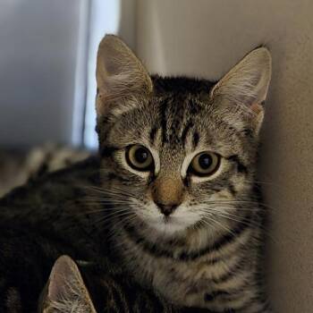 Espresso -  Domestic Short Hair Cat for Adoption in Oakland, California - Espresso | PetCurious