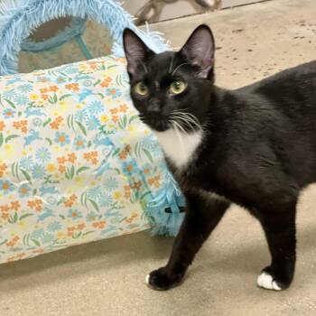 Domestic Short Hair Cats Available for Adoption in Richmond, Virginia - Mintze | PetCurious