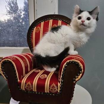 Buffy -  Domestic Short Hair Cat for Adoption in Jeffersonville, Indiana - Buffy | PetCurious