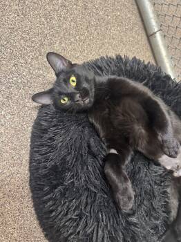 Mochi -  Domestic Short Hair Cat for Adoption in Ivins, Utah - Mochi | PetCurious