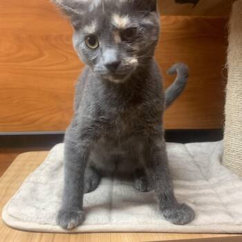 Iris -  Domestic Short Hair Cat for Adoption in Port Jefferson Station, New York - Iris | PetCurious