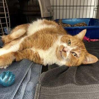 Cam Lindsay -  Domestic Medium Hair Cat for Adoption in Maple Ridge, British Columbia - Cam Lindsay | PetCurious