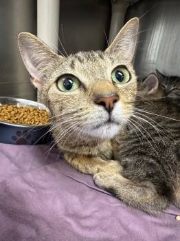 Rescue Domestic Short Hair Cats for Adoption in Pomona, New York - Moira Rose | PetCurious