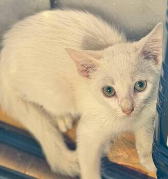 Pickles -  Domestic Medium Hair Cat for Adoption in Grand Bay, Alabama - Pickles | PetCurious