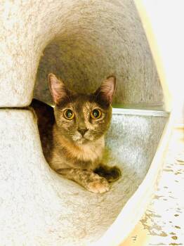 ROSALINA -  Domestic Short Hair Cat for Adoption in Joshua Tree, California - ROSALINA | PetCurious