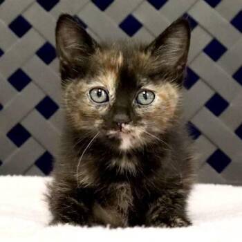 Domestic Short Hair Cats Available for Adoption in Midland, Texas - Wasabi | PetCurious