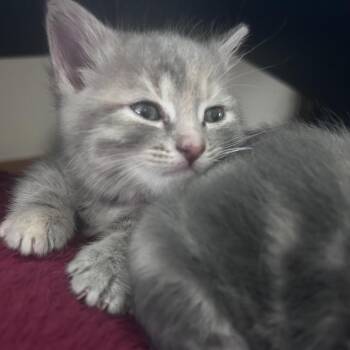 Domestic Short Hair Cats Available for Adoption in Madison, Wisconsin - Bean | PetCurious