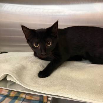 Bubbles -  Domestic Short Hair Cat for Adoption in Buffalo, New York - Bubbles | PetCurious