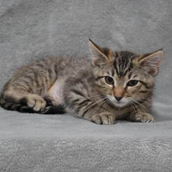 Domestic Short Hair Cats Available for Adoption in Sunnyvale, California - Queen | PetCurious