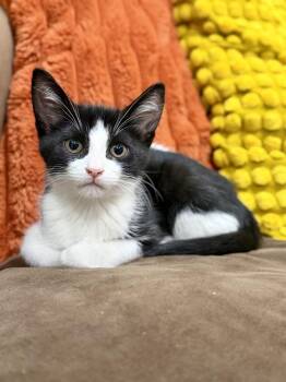 Peep -  Domestic Short Hair Cat for Adoption in Chicago, Illinois - Peep | PetCurious