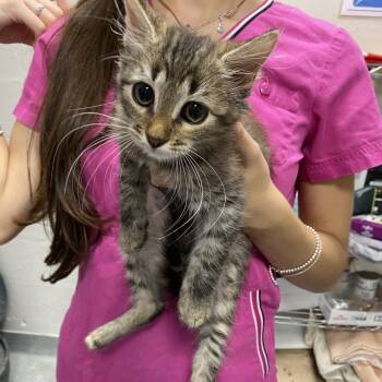 Lorde -  Domestic Short Hair Cat for Adoption in Gainesville, Florida - Lorde | PetCurious
