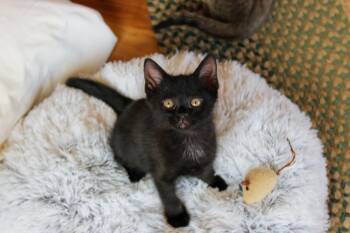 Mercury -  Bombay and Domestic Short Hair Cat for Adoption in Urbana, Ohio - Mercury | PetCurious