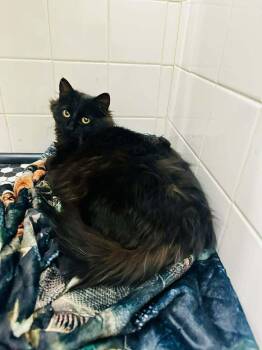 Domestic Long Hair Cats Available for Adoption in Virginia Beach, Virginia - Mama Pearl | PetCurious