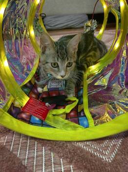 Rescue Domestic Short Hair Cats for Adoption in Philadelphia, Pennsylvania - Poppy Ithan | PetCurious