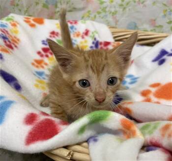 YIN -  Domestic Short Hair Cat for Adoption in Rosenberg, Texas - YIN | PetCurious