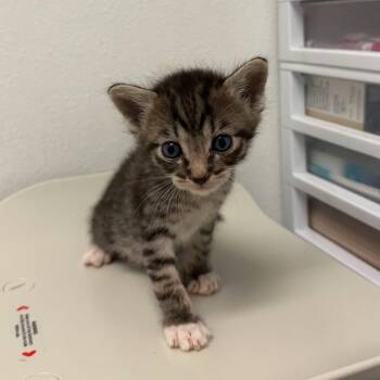Ozzie O3 -  Domestic Short Hair Cat for Adoption in Edinburg, Texas - Ozzie O3 | PetCurious