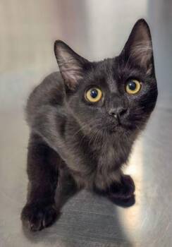 Butch Cassidy -  Domestic Short Hair Cat for Adoption in Fresno, California - Butch Cassidy | PetCurious