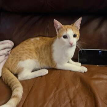 Domestic Short Hair Cats Available for Adoption in Tulsa, Oklahoma - JJ | PetCurious