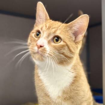 Cheddar Max -  Domestic Short Hair Cat for Adoption in Bardstown, Kentucky - Cheddar Max | PetCurious