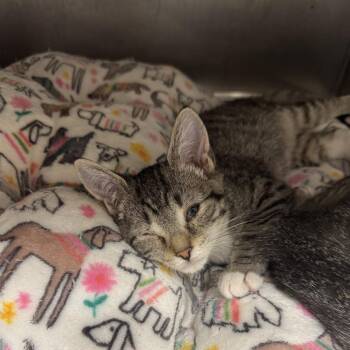 Oscar -  Domestic Short Hair Cat for Adoption in Blue Ridge, Georgia - Oscar | PetCurious
