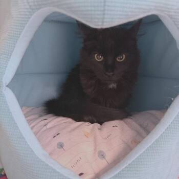 Domestic Medium Hair Cats Available for Adoption in Medford, Oregon - Beverly | PetCurious