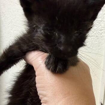Mommy long legs -  Domestic Short Hair Cat for Adoption in Klamath Falls, Oregon - Mommy Long Legs | PetCurious