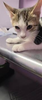 Denny Doherty -  Domestic Short Hair Cat for Adoption in El Paso, Texas - Denny Doherty | PetCurious