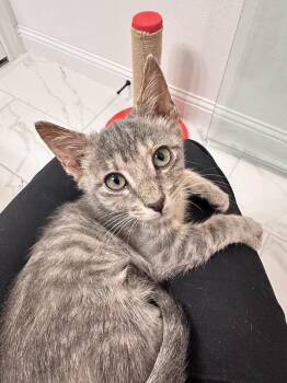 Domestic Short Hair Cats Available for Adoption in The Woodlands, Texas - Curly | PetCurious