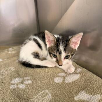 Ian -  Domestic Short Hair Cat for Adoption in Lake Panasoffkee, Florida - Ian | PetCurious