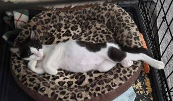 MORRIGAN -  Domestic Short Hair Cat for Adoption in Orlando, Florida - MORRIGAN | PetCurious