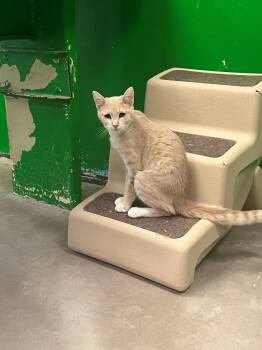 Rescue Domestic Short Hair Cats for Adoption - 4113 Caramel | PetCurious