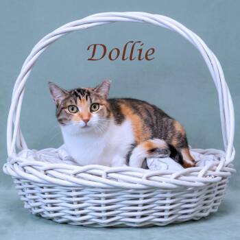 Domestic Short Hair Cats Available for Adoption in Lebanon, Tennessee - Dollie C26-150 | PetCurious