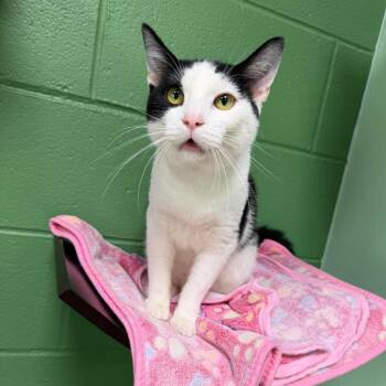 Aron -  Domestic Short Hair Cat for Adoption in Shinnston, West Virginia - Aron | PetCurious
