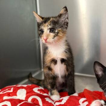 Sopapilla -  Domestic Short Hair Cat Available for Adoption in Marshall, Virginia - Sopapilla | PetCurious