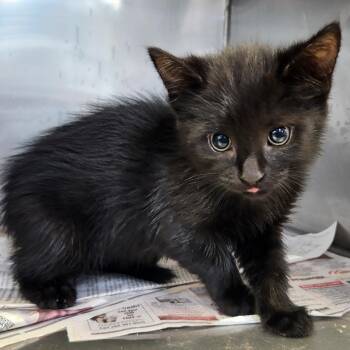 Azriel -  Domestic Short Hair Cat for Adoption in Fort Wayne, Indiana - Azriel | PetCurious