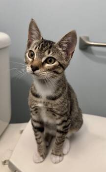 Memphis -  Domestic Short Hair Cat for Adoption in Nocatee, Florida - Memphis | PetCurious