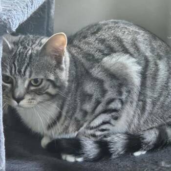 Tai Lung -  Domestic Short Hair Cat for Adoption in Holly, Michigan - Tai Lung | PetCurious
