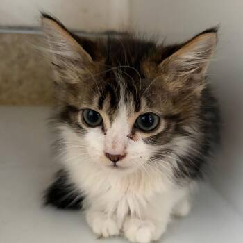 Claudia -  Domestic Medium Hair Cat for Adoption in Goleta, California - Claudia | PetCurious