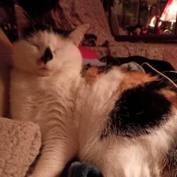 Domestic Short Hair Cats Available for Adoption in Roanoke, Virginia - Idah | PetCurious