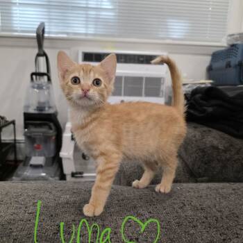 Luma -  Domestic Short Hair Cat for Adoption in Mastic, New York - Luma | PetCurious