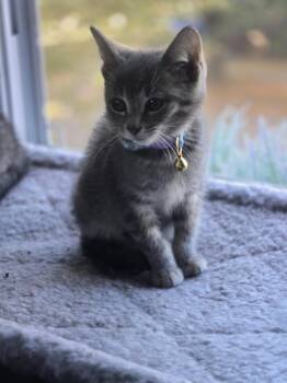 Rescue Domestic Short Hair Cats for Adoption in Cleveland, Ohio - Ivy | PetCurious